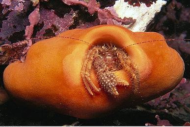 《刺客信条：影》Steam在线峰值超6.4万 成该系列在Steam平台最高一作