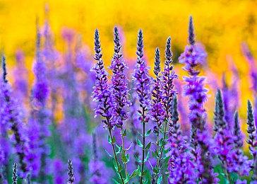 9月欧美服PS+ 二＆三档新增游戏公开 《死亡循环》等入库